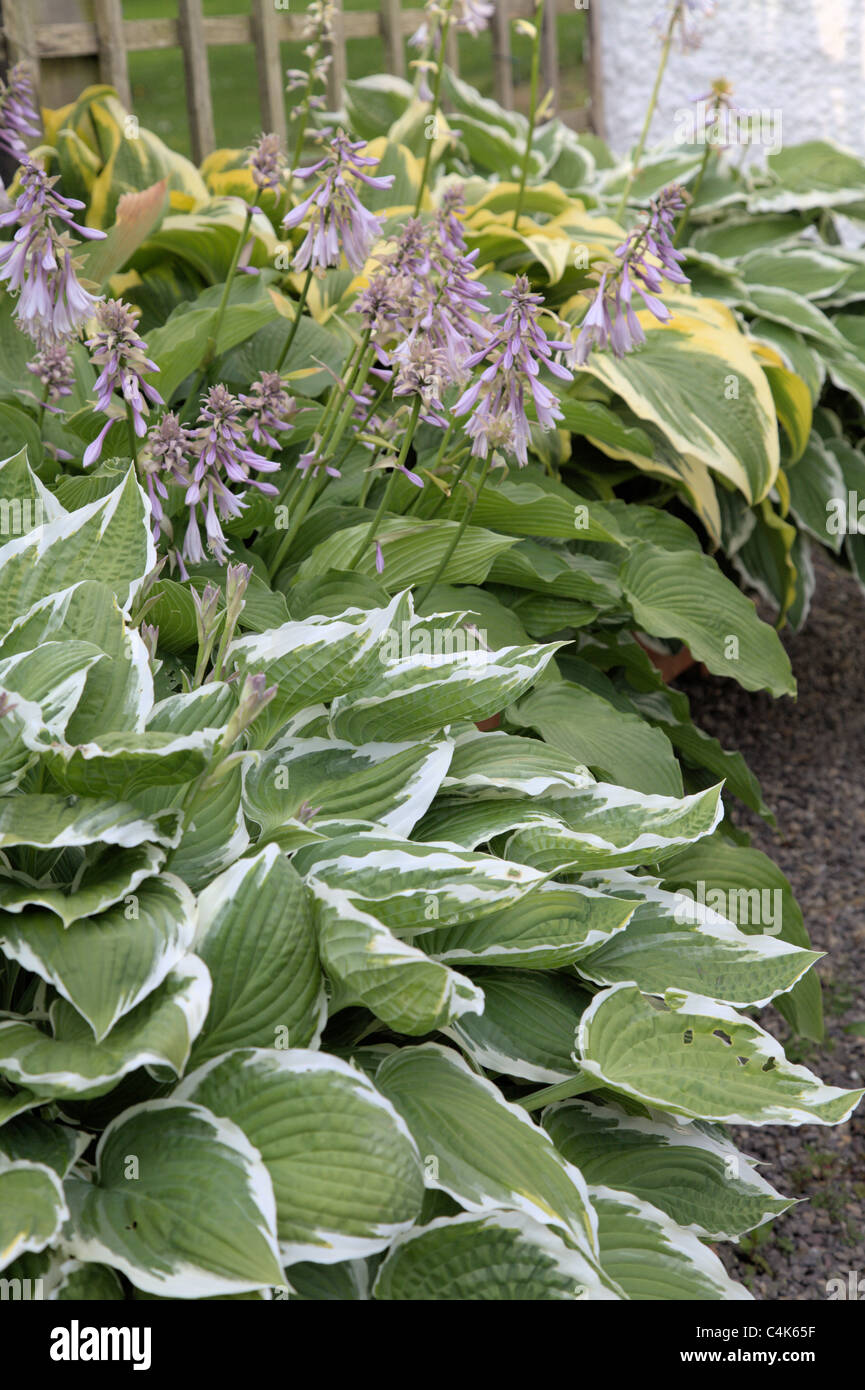 Variegated hosta Stock Photo