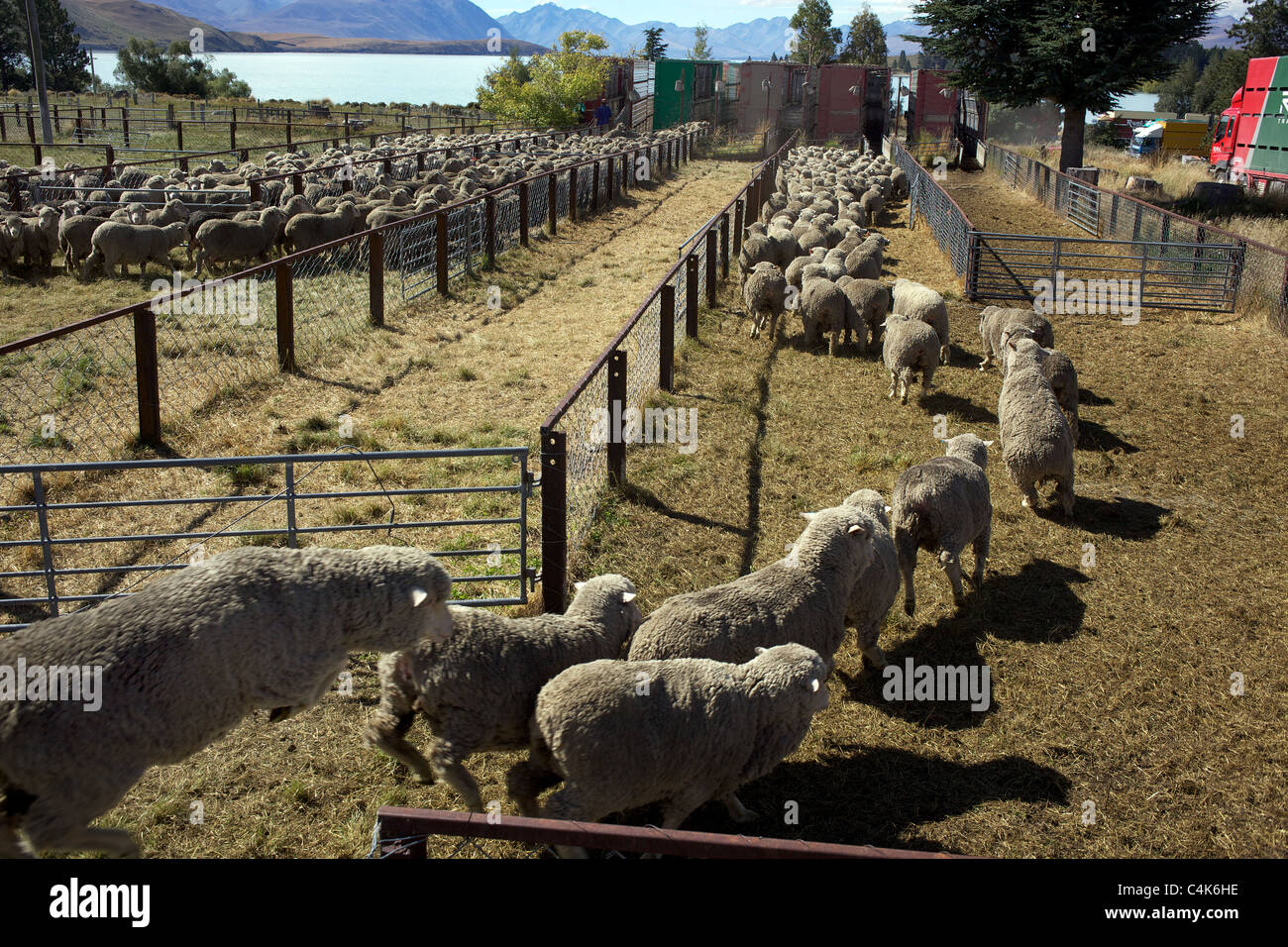 sheep-are-herded-during-the-new-zealand-farming-and-horticulture-sheep