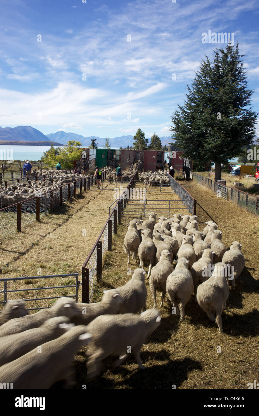 Sheep are herded during the New Zealand Farming and Horticulture, Sheep ...