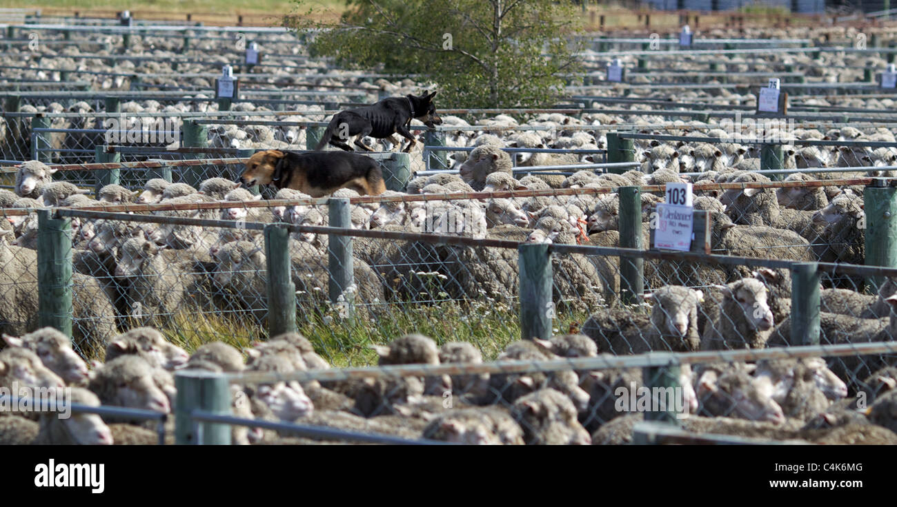 sheep-are-herded-during-the-new-zealand-farming-and-horticulture-sheep