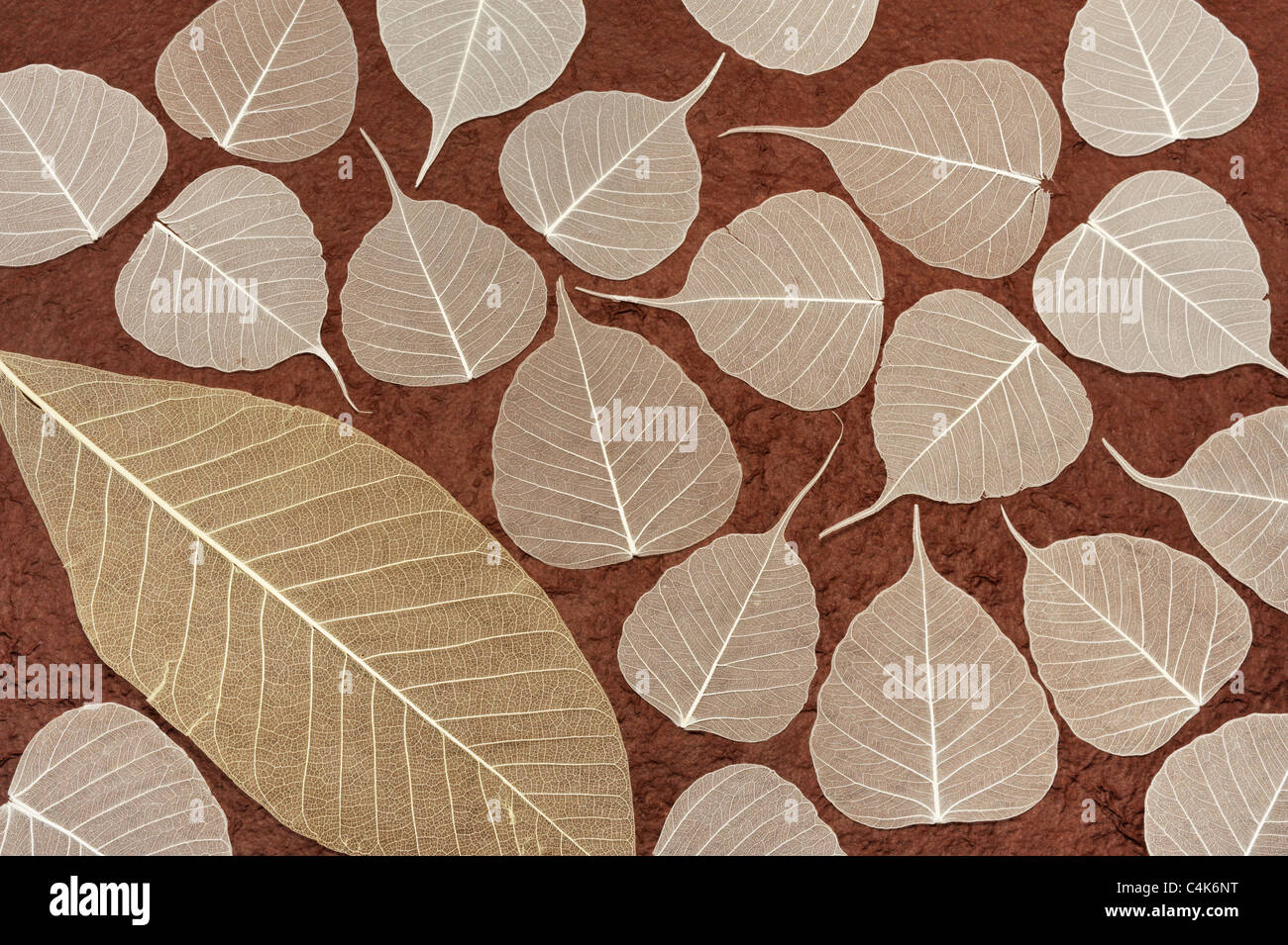 White skeletal leaves over brown handmade paper - horizontal background Stock Photo