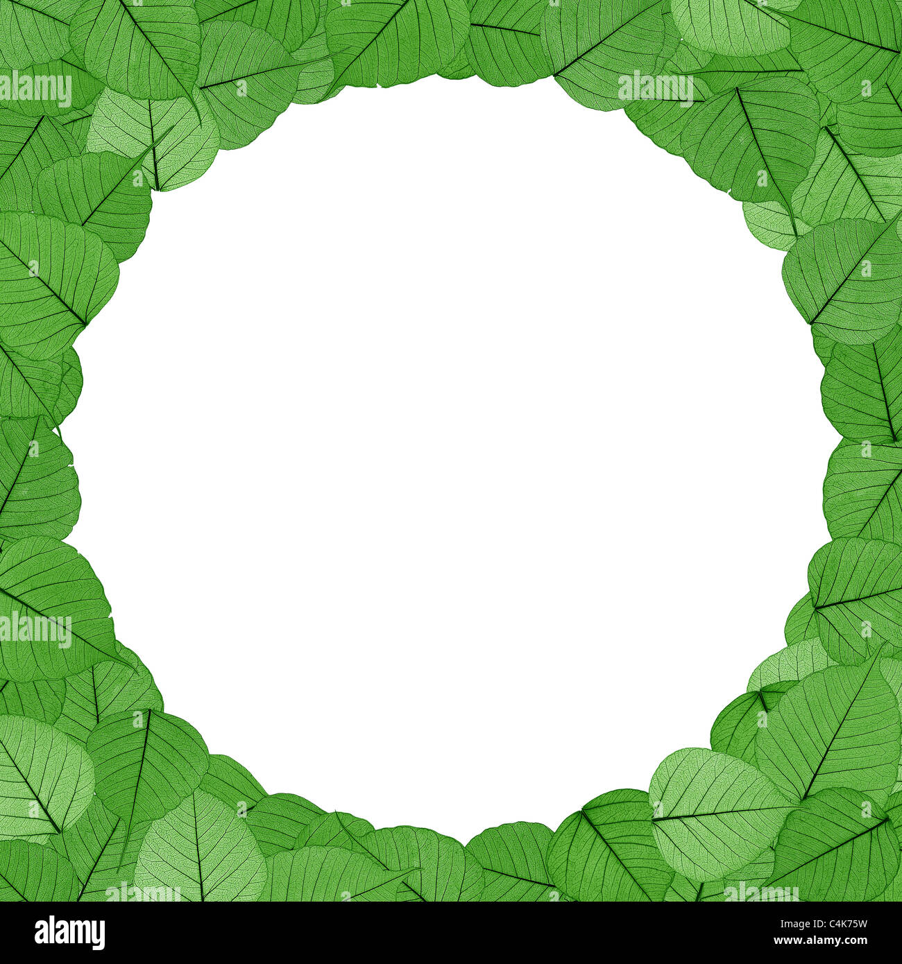 Green skeletal leaves on white background - circle frame - isolated. Stock Photo