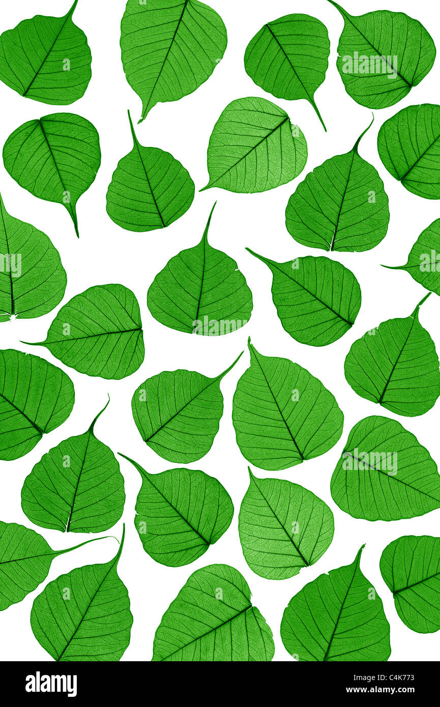 Green skeletal leaves on white background - isolated. Stock Photo