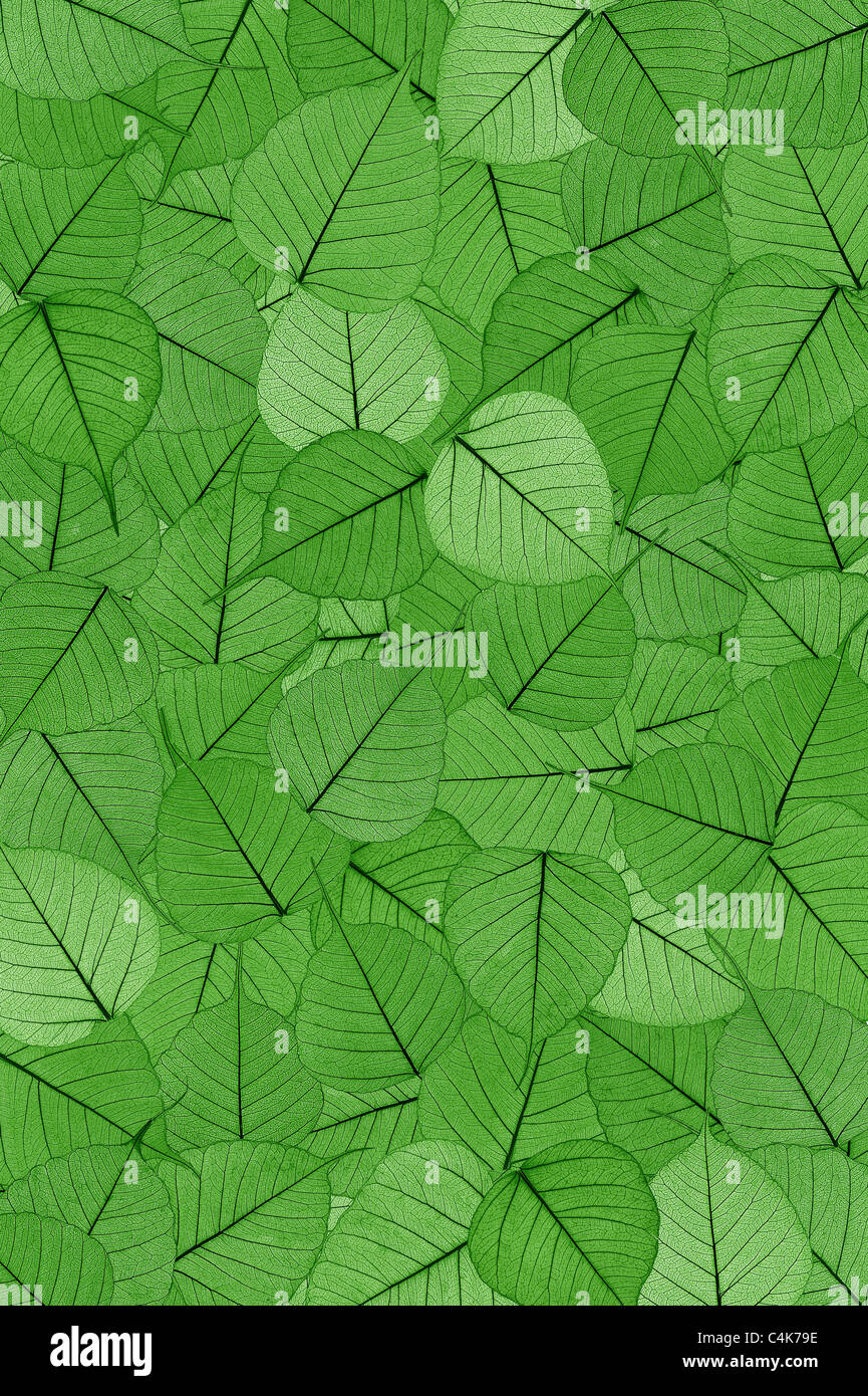 Green skeletal leaves background Stock Photo Alamy