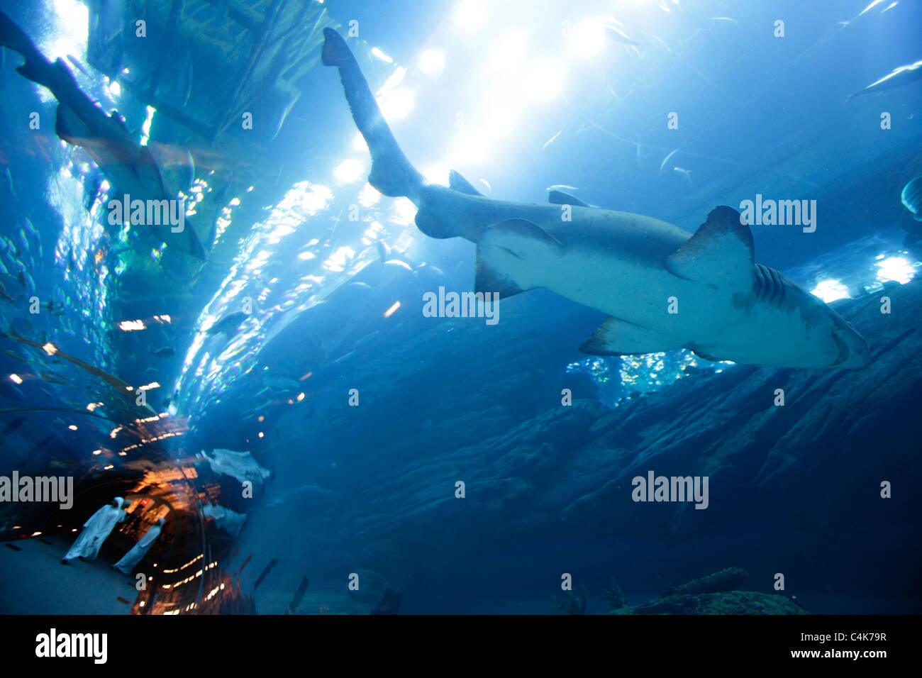 Aquarium and underwater Zoo in the Dubai Mall, Dubai, United Arab Emirates Stock Photo