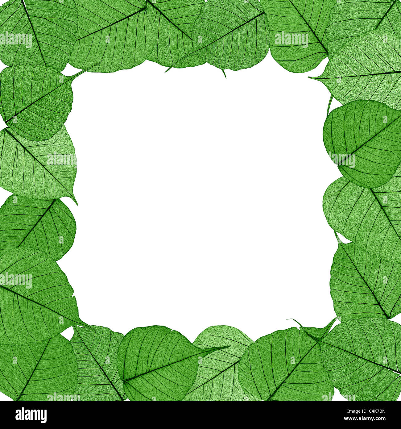 Green skeletal leaves on white background - square frame - isolated. Stock Photo