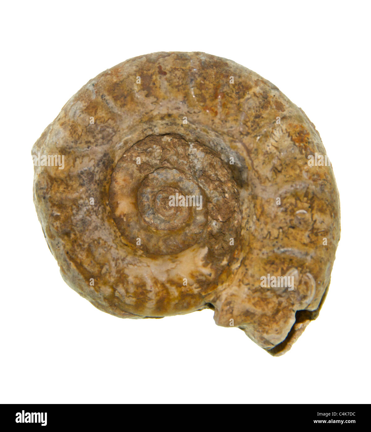 Ammonites (/ˈæmənaɪts/) are an extinct group of marine invertebrate animals in the subclass Ammonoidea Stock Photo