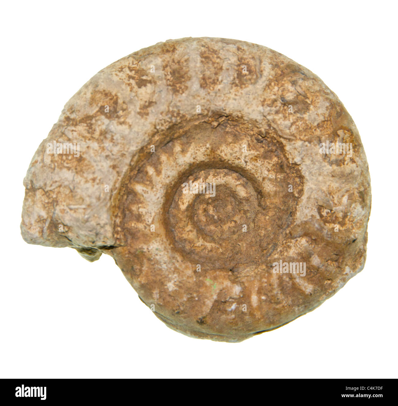 Ammonites (/ˈæmənaɪts/) are an extinct group of marine invertebrate animals in the subclass Ammonoidea Stock Photo