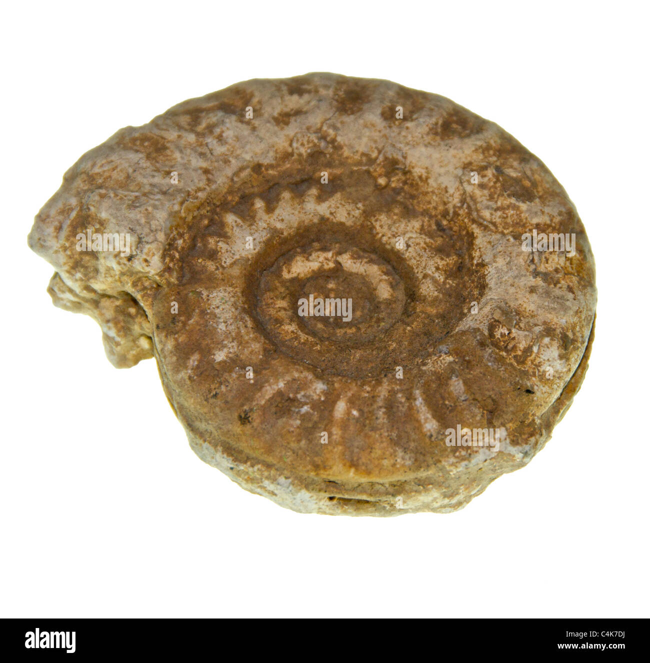 Ammonites (/ˈæmənaɪts/) are an extinct group of marine invertebrate animals in the subclass Ammonoidea Stock Photo