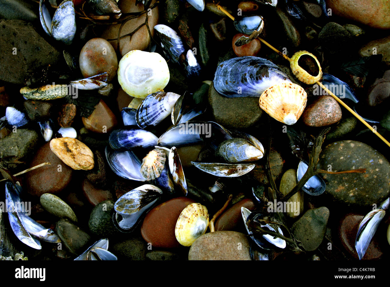 Rocks pebbles seashells shell hi-res stock photography and images - Alamy