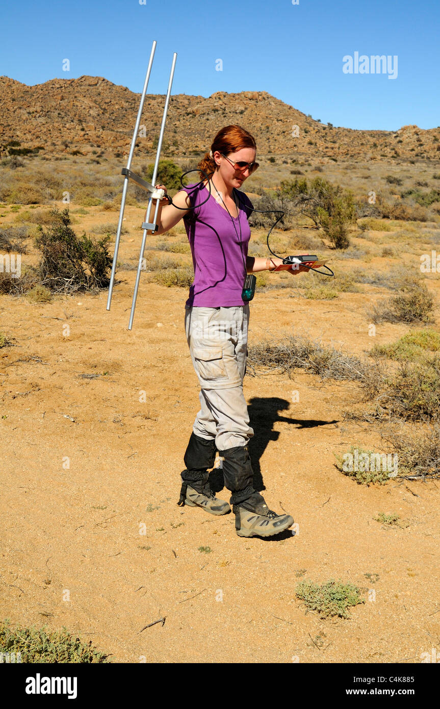 Zoologist doing telemetry work in the Goegap Nature Reserve, South Africa Stock Photo