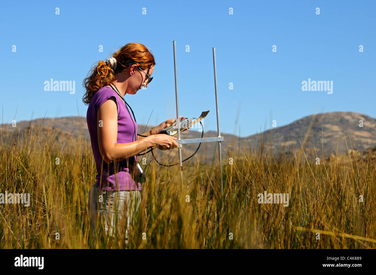 Zoologist doing telemetry work on Four-Striped Grass Mice (Rhabdomys pumilio) in the Goegap Nature Reserve, South Africa Stock Photo