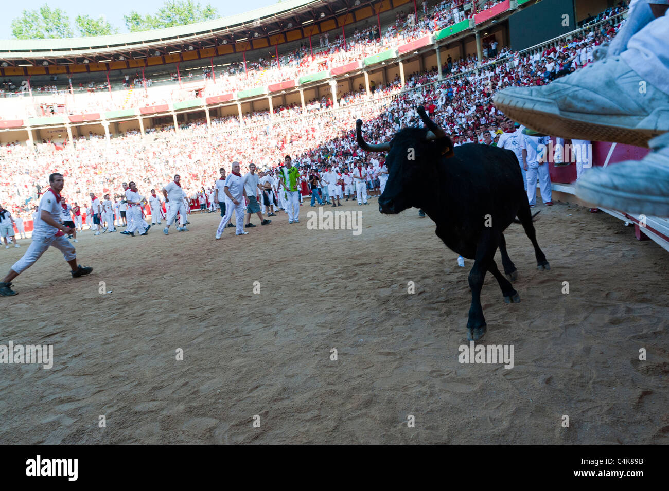 Amateur bullfight with young bulls, San Fermín street-partying, Pamplona, Navarra (Navarre), Spain, Europe. Stock Photo