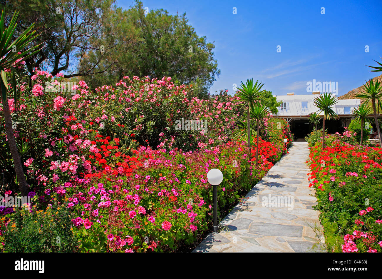 Flower Garden Mykonos Greece EU European Union Stock Photo