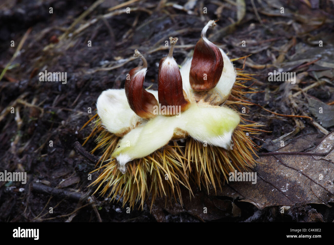 Sweet chestnut (Castanea sativa) fruit broken open on woodland floor Stock Photo