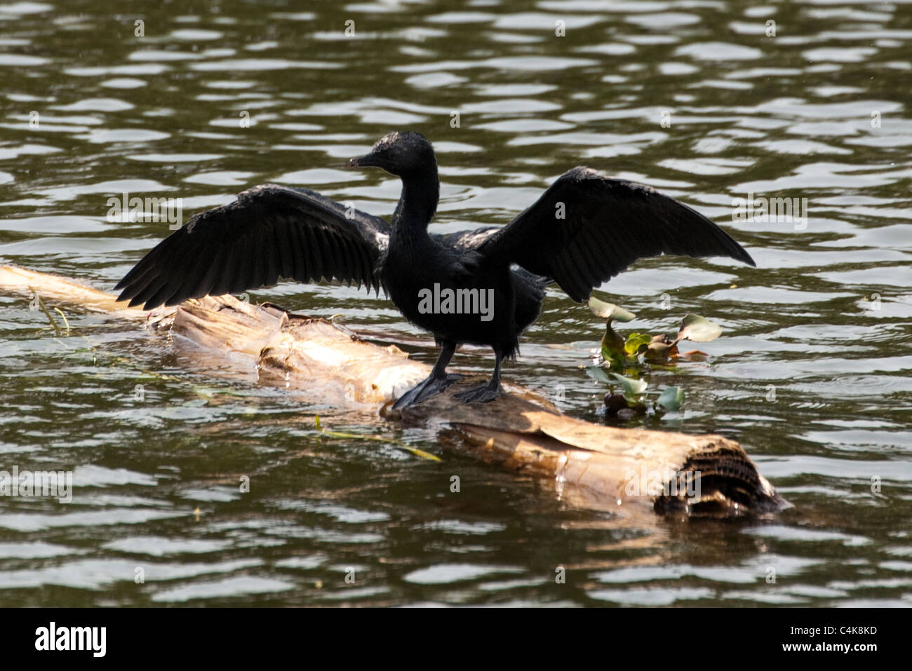 Indian Cormorant aka Indian shag, Phalacrocorax fuscicollis, drying