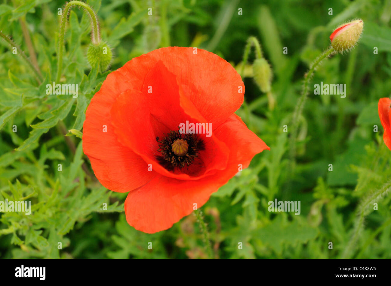 Common poppy growing in the grounds of Elsham Hall, Lincolnshire, England Stock Photo