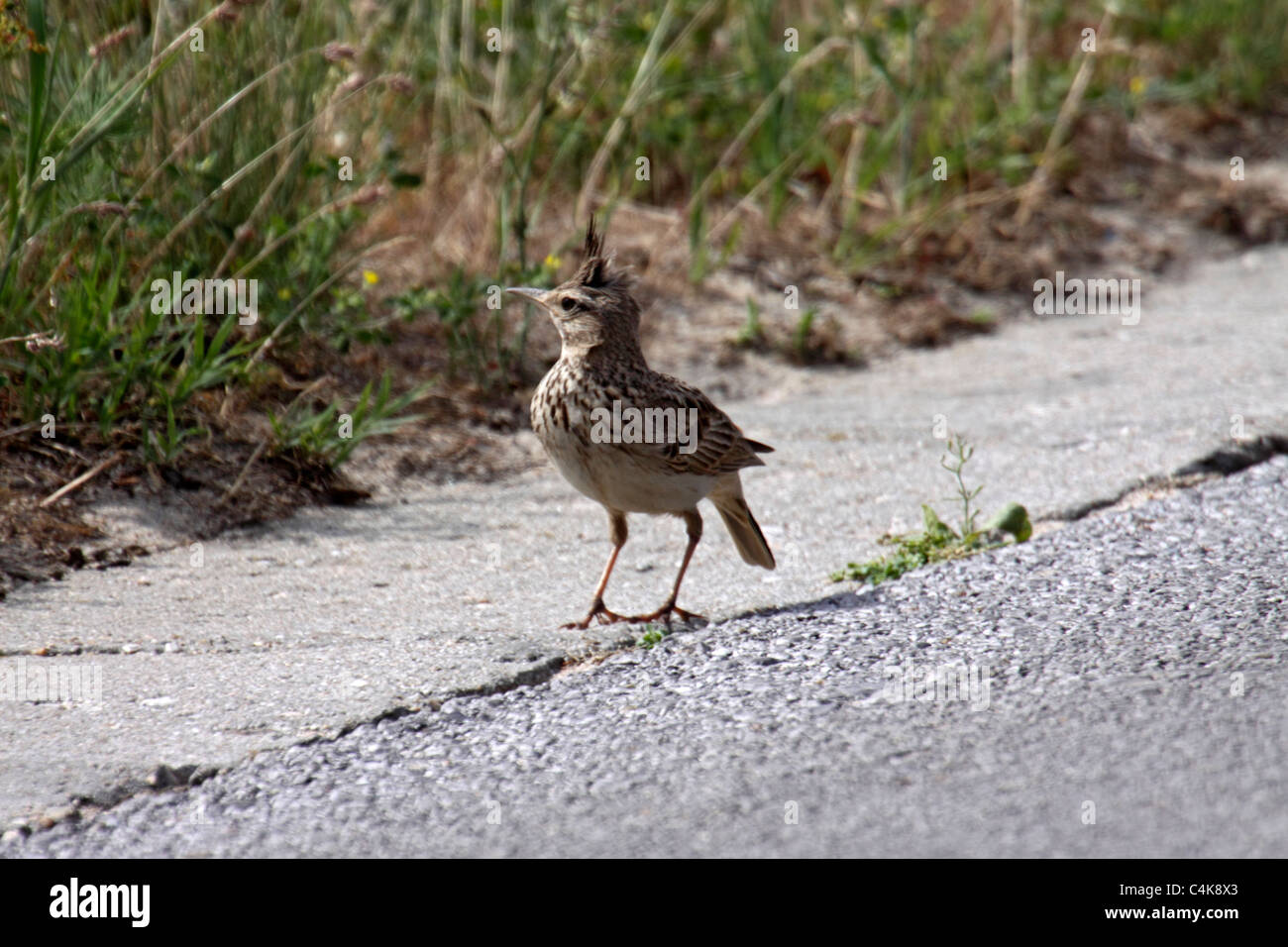 Crested lark at edge of road in Bulgaria Stock Photo