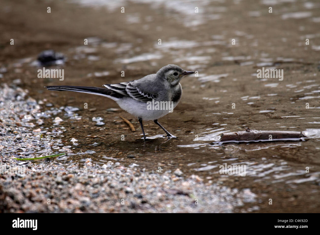Pied wagtail juvenile in Bulgaria Stock Photo