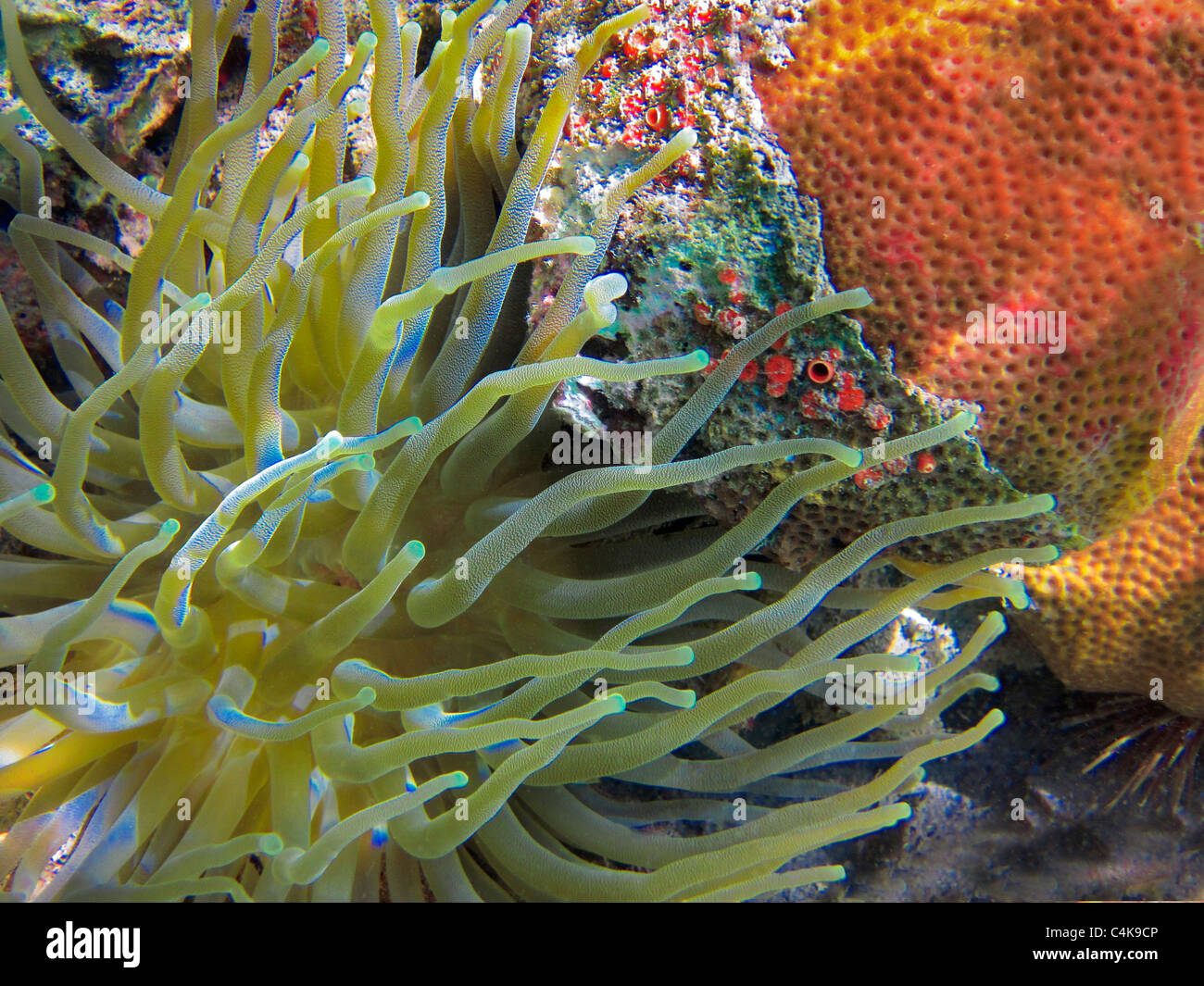 Sebae anemone and Scarlet Coral. St. John. Virgin Islands Virgin IslandsVirgin Islands Coral Reef National Monument. Stock Photo