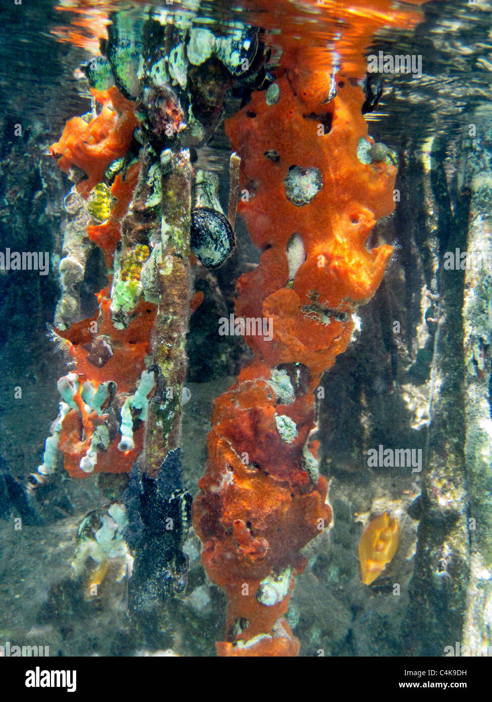 Red sponges and Mangrove roots. St. John. Virgin Islands Stock Photo