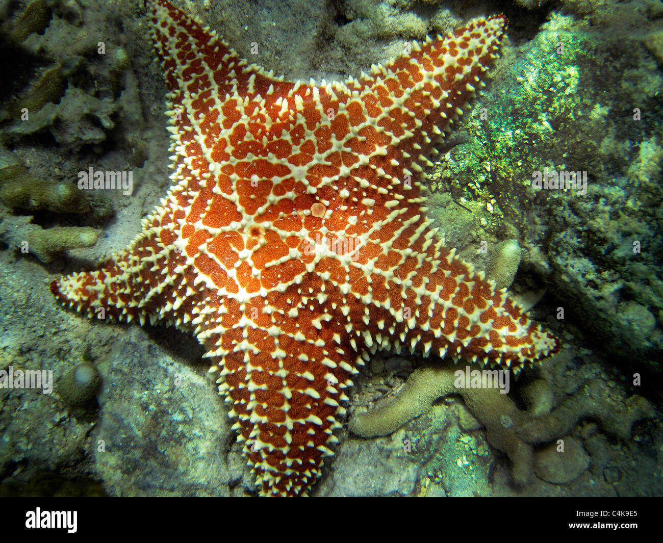 Pillow Starfish. St. John. Virgin Islands Virgin IslandsVirgin Islands Coral Reef National Monument. Stock Photo