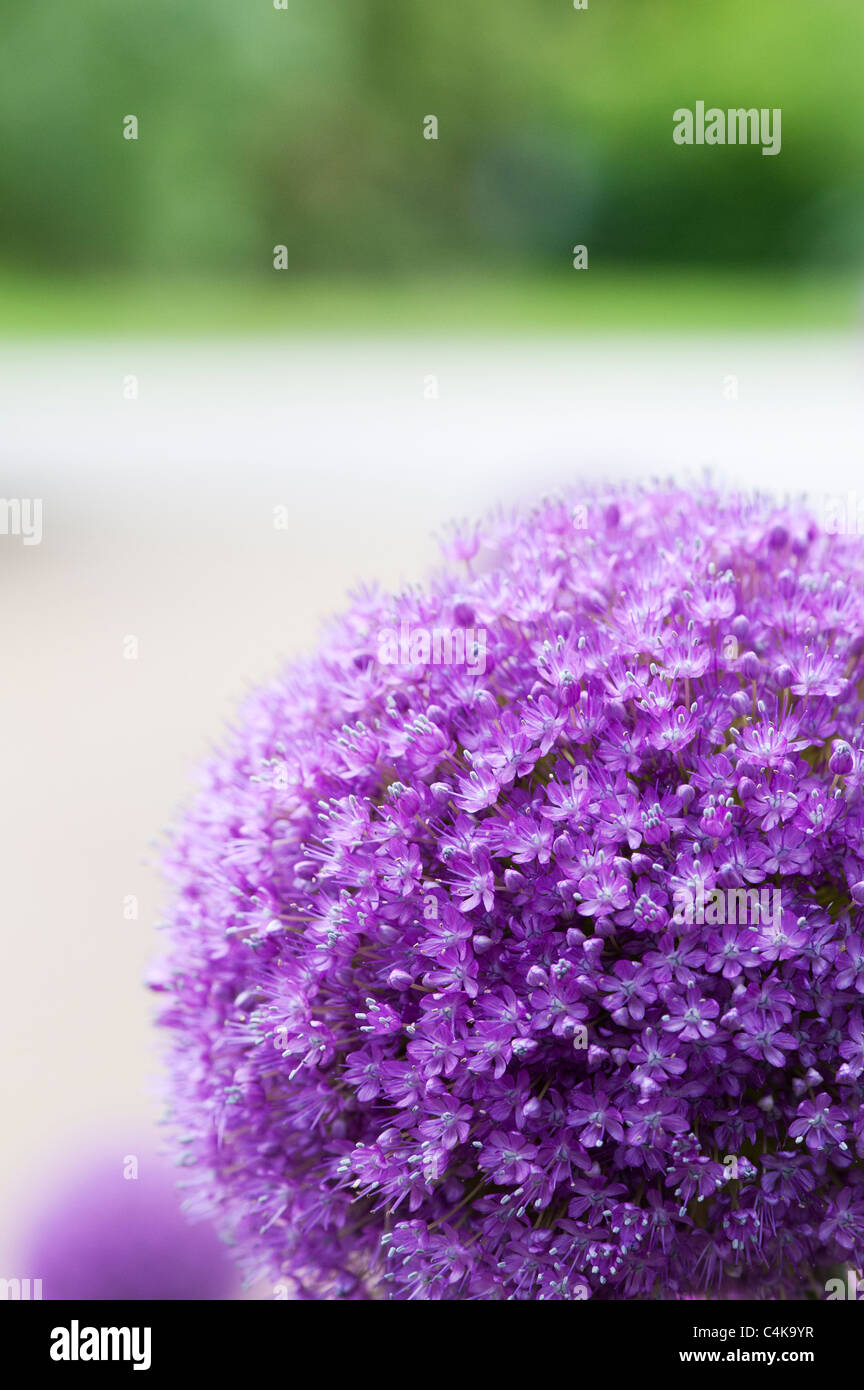 Allium 'Ambassador'. Ornament onions Stock Photo
