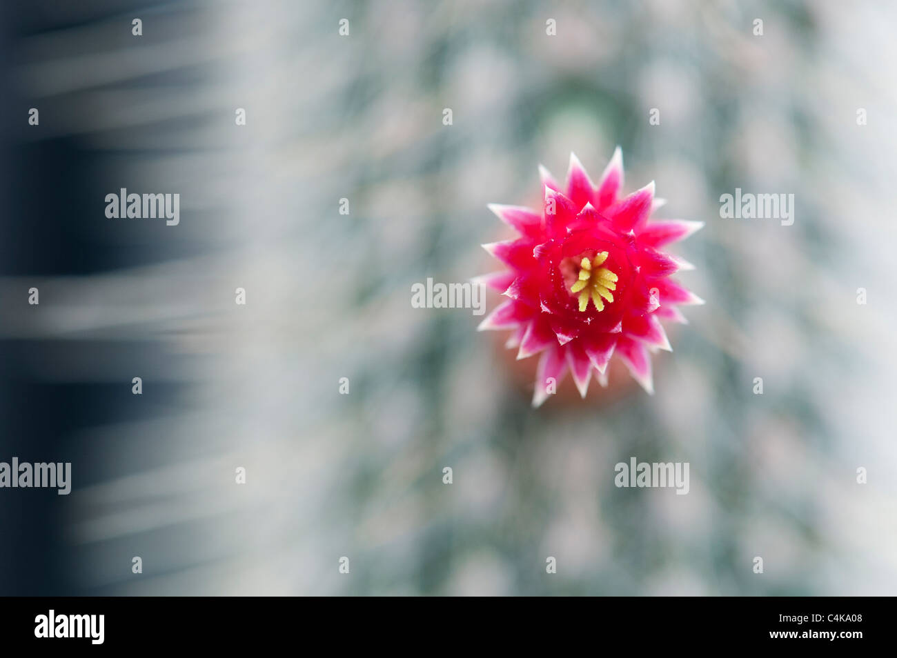 Cleistocactus parviflorus . Flowering Cactus Stock Photo