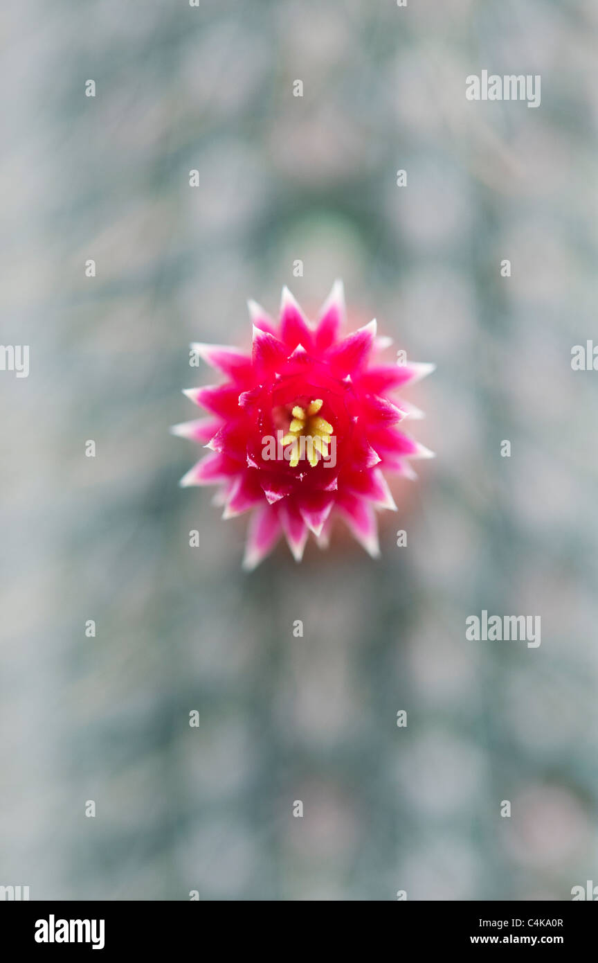 Cleistocactus parviflorus . Flowering Cactus Stock Photo