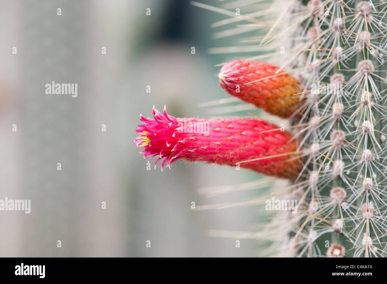 Cleistocactus parviflorus . Flowering Cactus Stock Photo