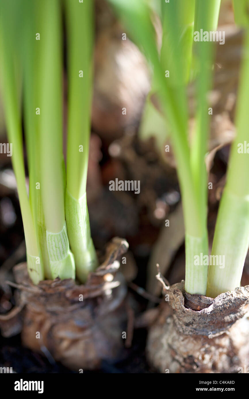 Sprouting daffodil bulbs Stock Photo Alamy