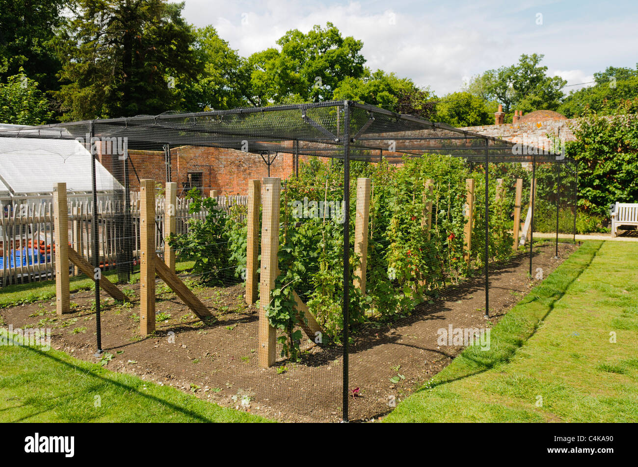 Raspberries, blackberries, blueberries, and other soft fruit growing