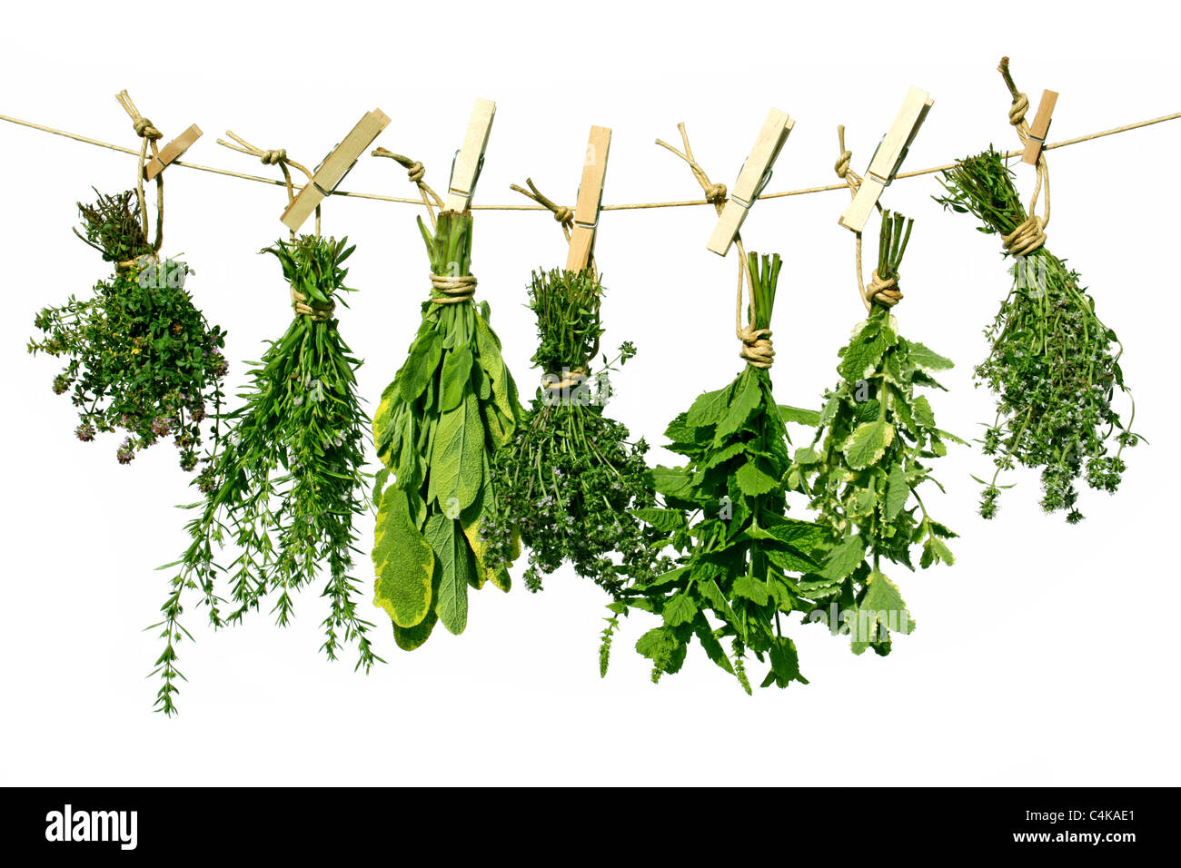 Herbs Stock Photo