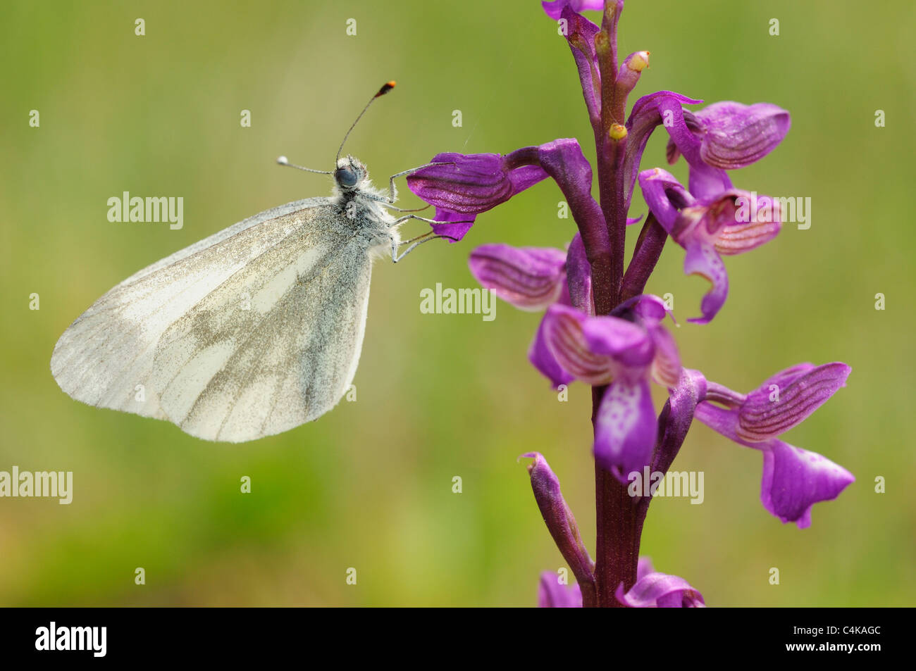 Wood White (Leptidea sinapis) on Green-Winged Orchid (Orchis morio) Stock Photo