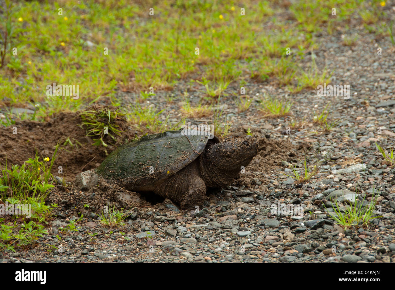 Common Snapping Turtle laying eggs Stock Photo