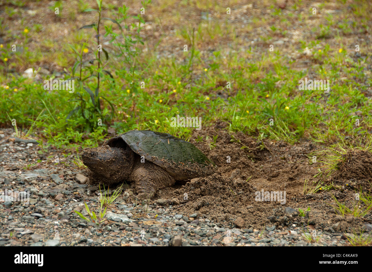 Common Snapping Turtle laying eggs Stock Photo