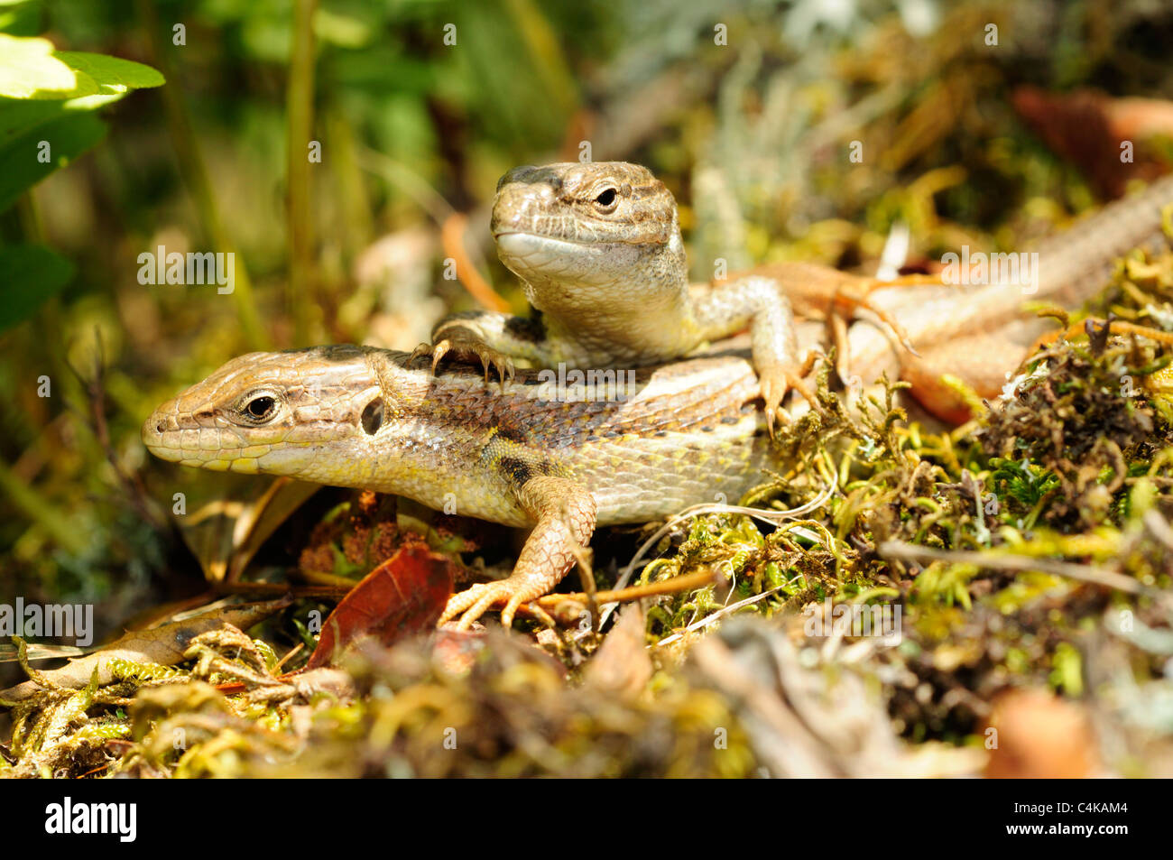 Large Psammodromus lizards ( Psammodromus algirus Stock Photo Alamy