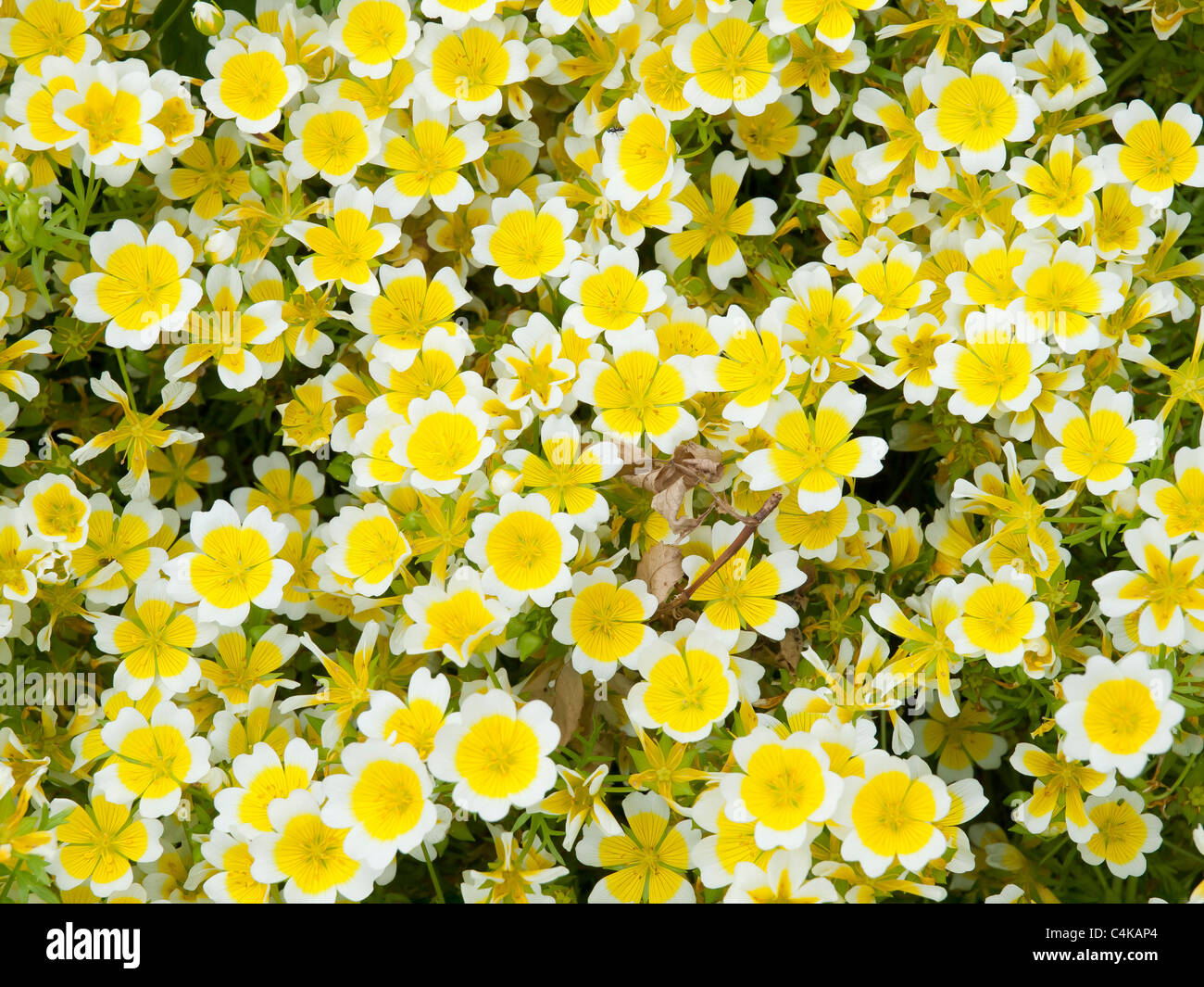 Flowers of the Fried egg plant or poached egg plant Limnanthes douglasii in a Scottish Borders garden Stock Photo