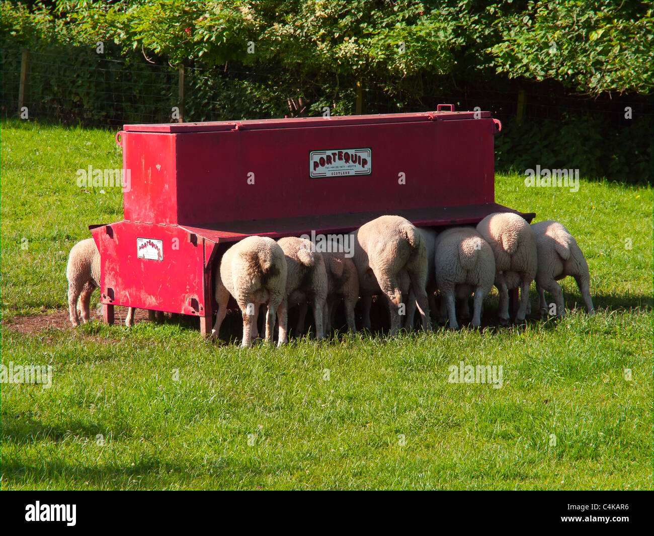 Young sheep feeding at a red feeder in a green field on a small farm Stock Photo