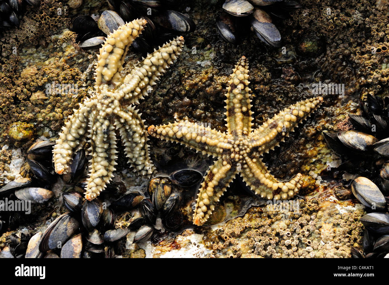 Spiny starfish (Marthasterias glacialis) Stock Photo