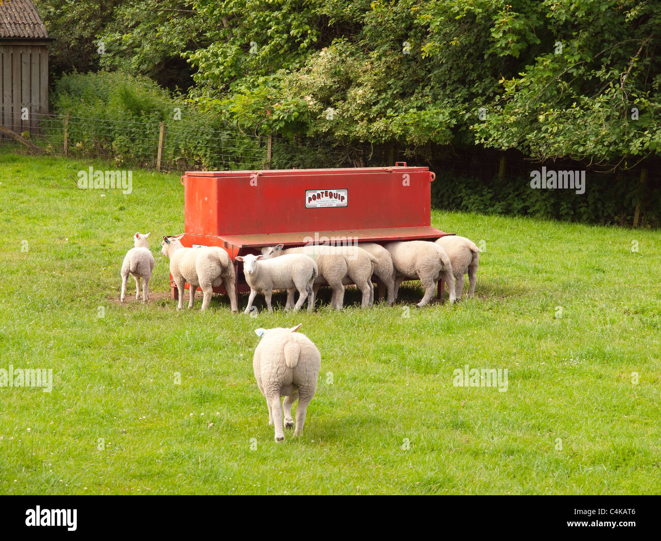 Young sheep feeding at a red feeder in a green field on a small farm Stock Photo