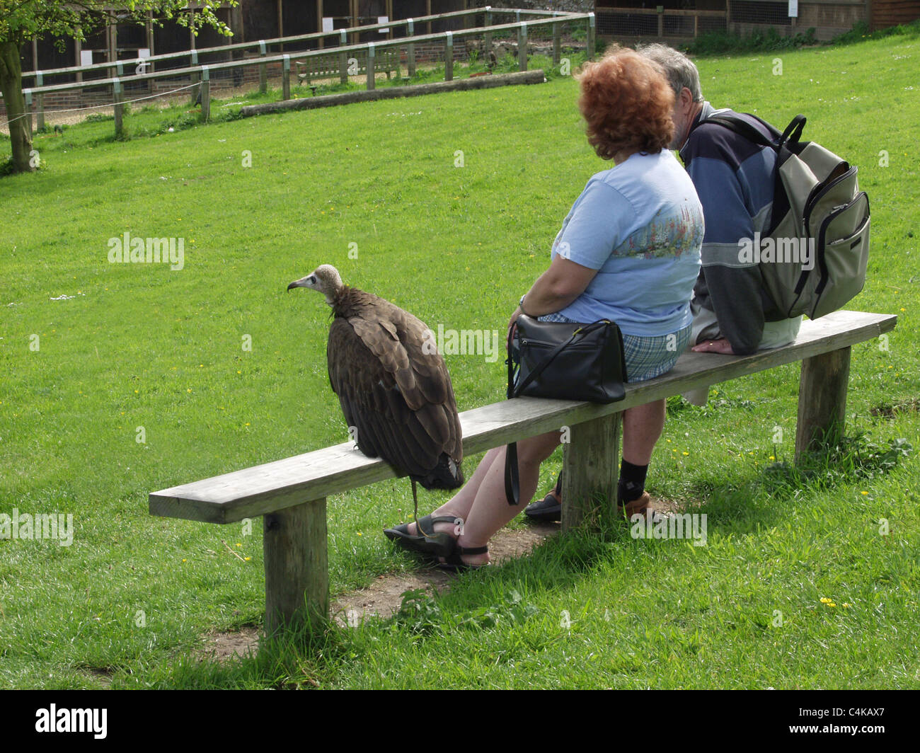 Amusing vulture hi-res stock photography and images - Alamy