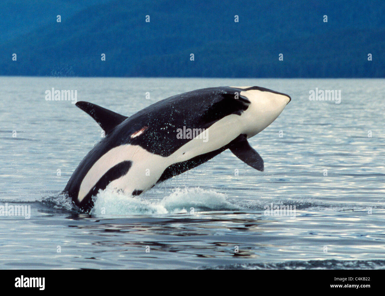 Killer whale breaching Stock Photo