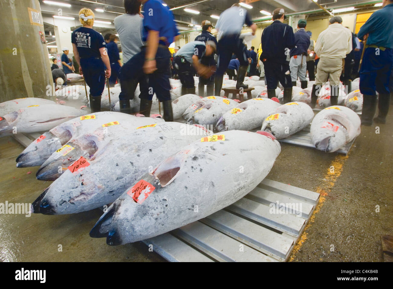 Tuna being auctioned off in Tsukiji Fish Market, Tokyo, Japan. Stock Photo