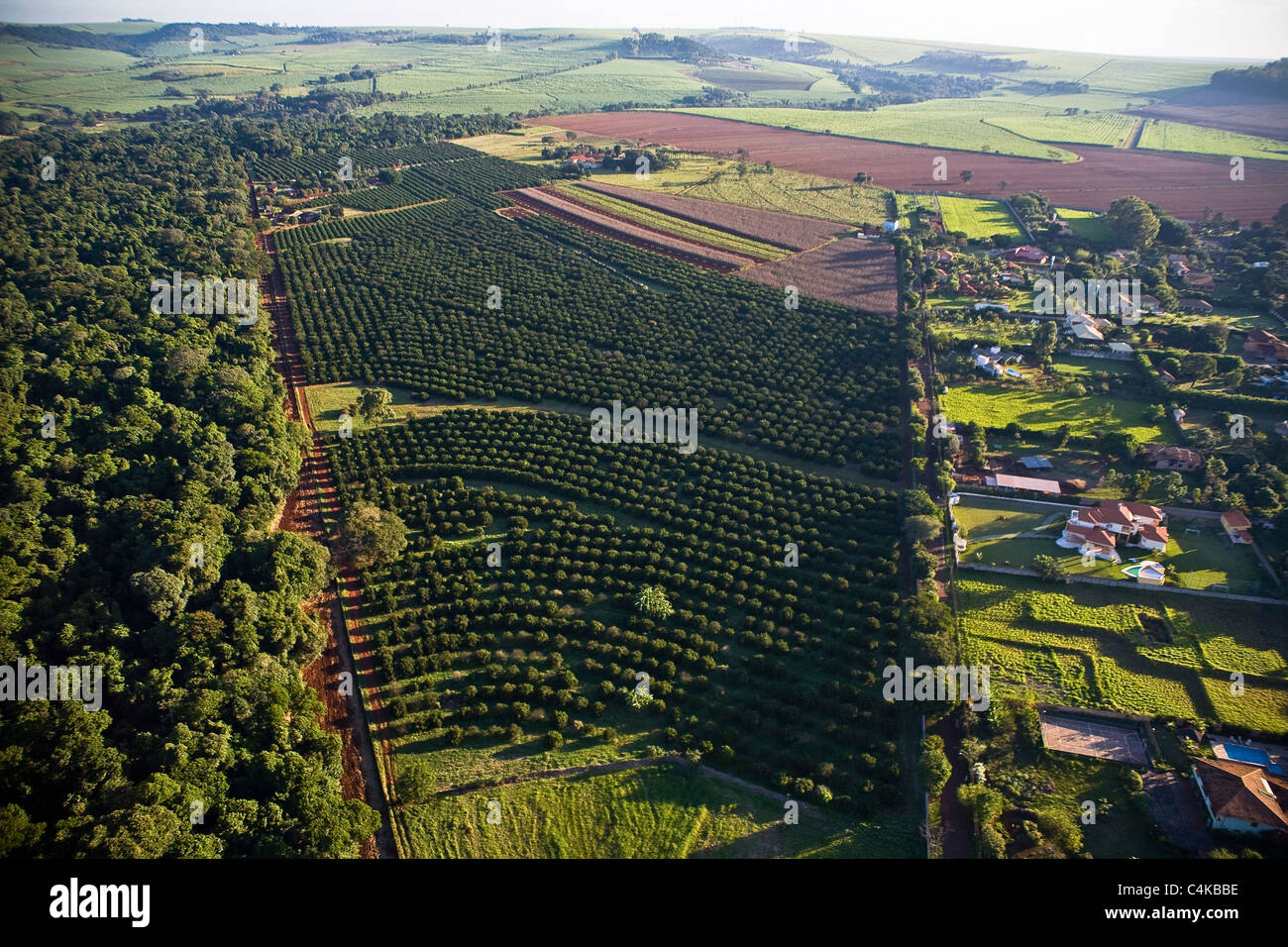 Orange plantation surrounded by sugarcane plantation in background, native forest at left and high class condominium of houses Stock Photo