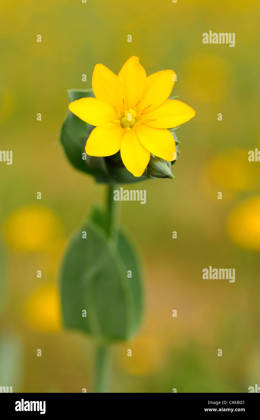 Yellow-wort (Blackstonia perfoliata) Stock Photo