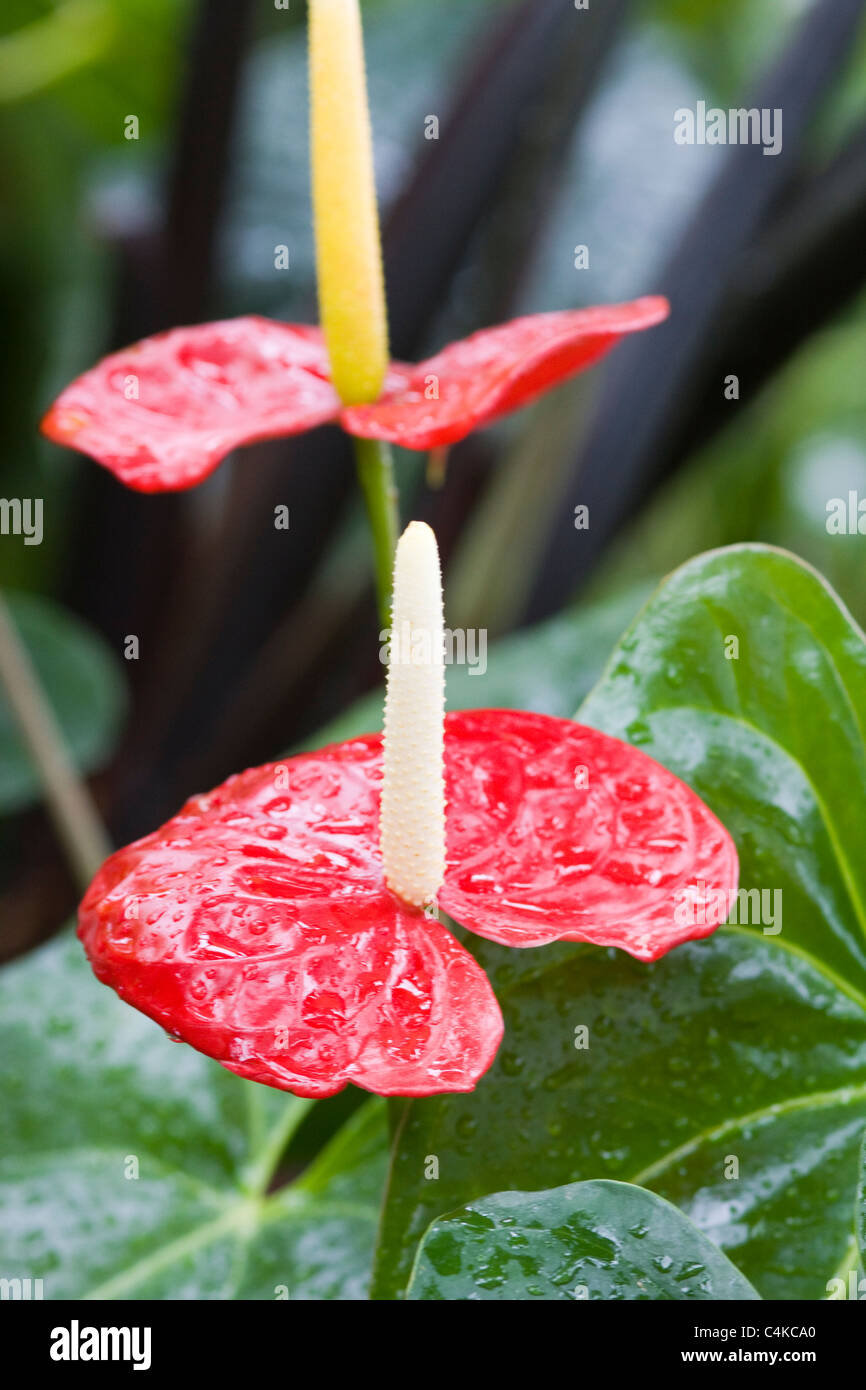 .The Heart of Hawaii Anthurium andraeanum Stock Photo