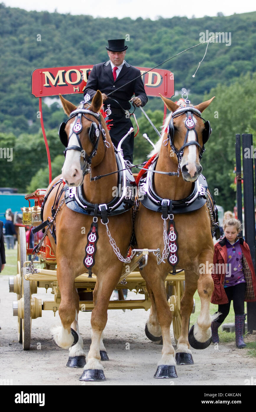 Shire Horses pulling a cart at a show in England Stock Photo