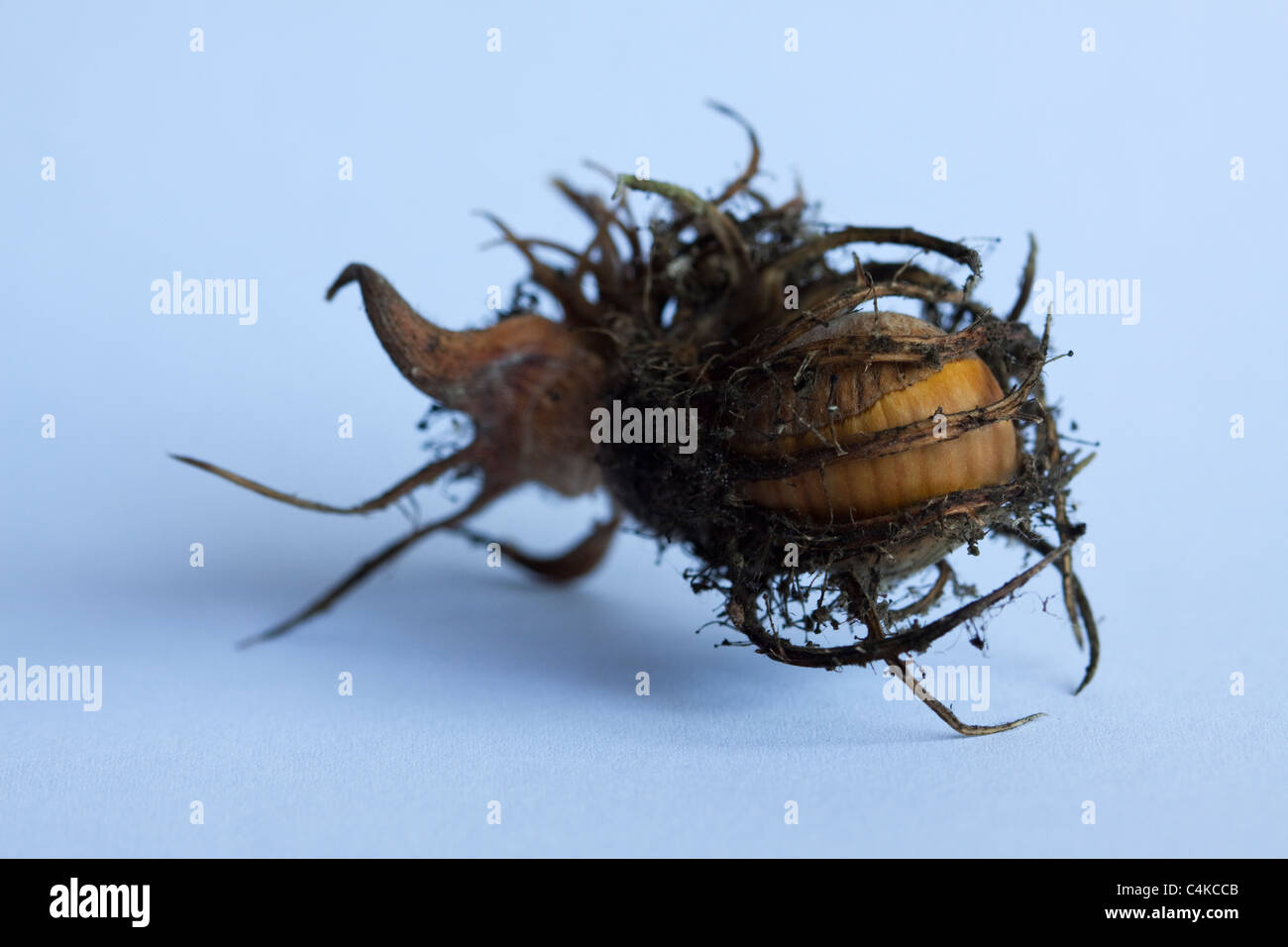 close-up of a Turkish Hazelnut (Corylus colurna) Stock Photo