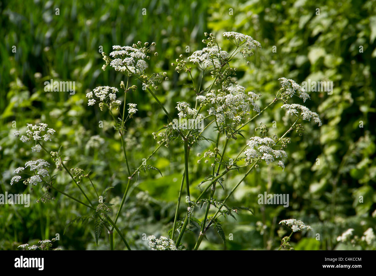 The lovely delicate white flowers of the cow parsley plant Stock Photo